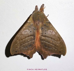 Automerina caudatula