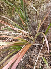 Hemerocallidoideae