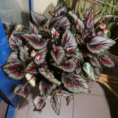 Begonia rex-cultorum