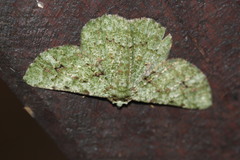 Aeolochroma viridicata