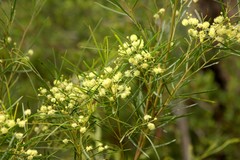 Acacia adunca
