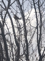 Turdus migratorius