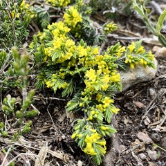 Thymelaea broteriana