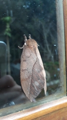 Pseudautomeris coronis