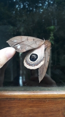 Pseudautomeris coronis