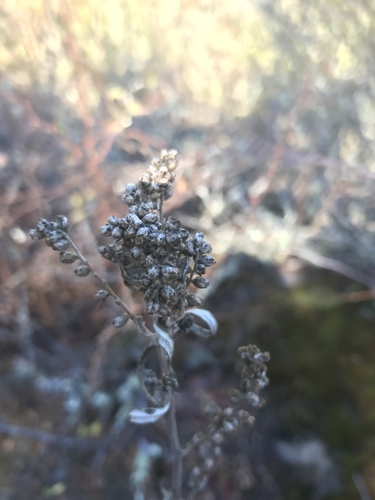 iNaturalist observation photo of California mugwort