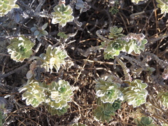 Thymelaea tartonraira tartonraira
