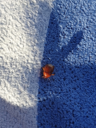 (c) lilwal, some rights reserved (CC BY-NC), uploaded by lilwal