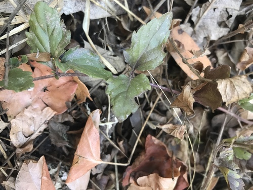 iNaturalist observation photo of yerba buena