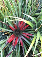 Fascicularia bicolor bicolor