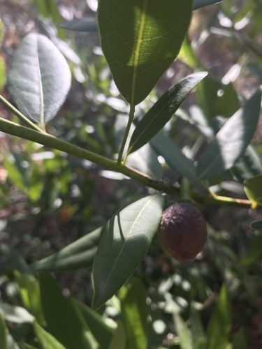 iNaturalist observation photo of California bay