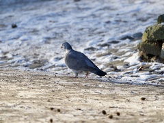 Columba palumbus