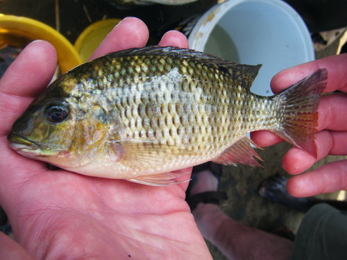 Redbreast Tilapia