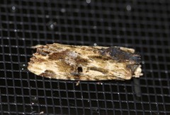 Antithemerastis acrobela