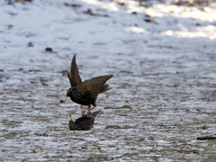 Sturnus vulgaris