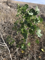 Malva assurgentiflora glabra