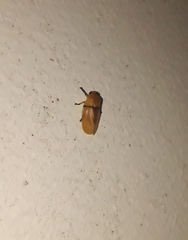 Monecphora cingulata