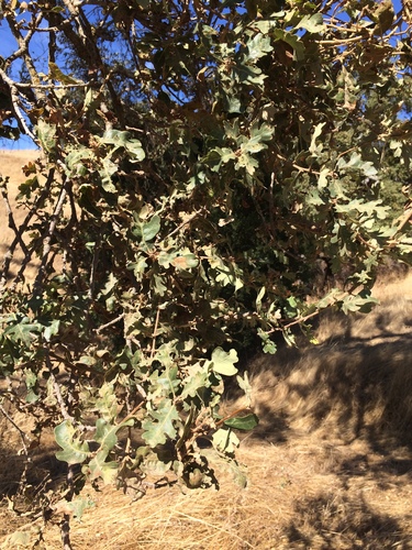 iNaturalist observation photo of valley oak