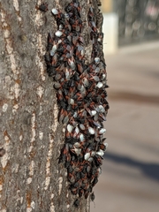 Oxycarenus lavaterae
