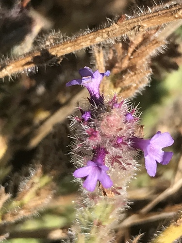 iNaturalist observation photo of western vervain