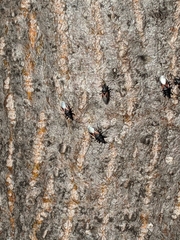Oxycarenus lavaterae