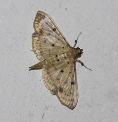 Herpetogramma cynaralis