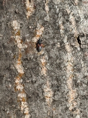 Oxycarenus lavaterae