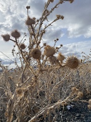 Onopordum acanthium