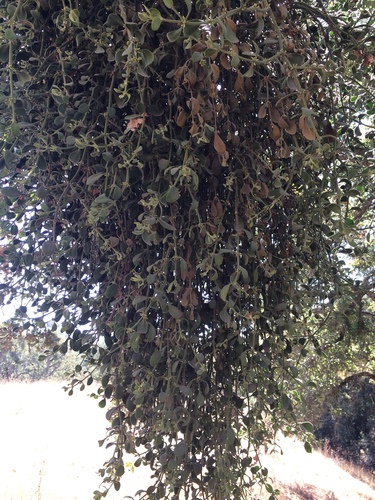 iNaturalist observation photo of oak mistletoe