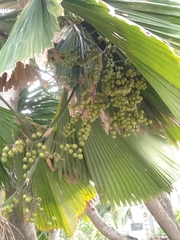 Saribus rotundifolius