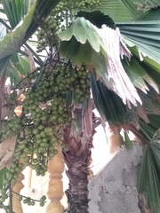 Saribus rotundifolius