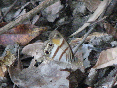 Cissia pseudoconfusa