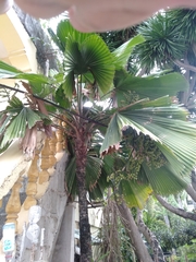 Saribus rotundifolius