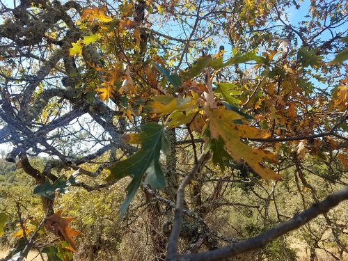 iNaturalist observation photo of California black oak