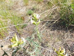 Astragalus sclerocarpus