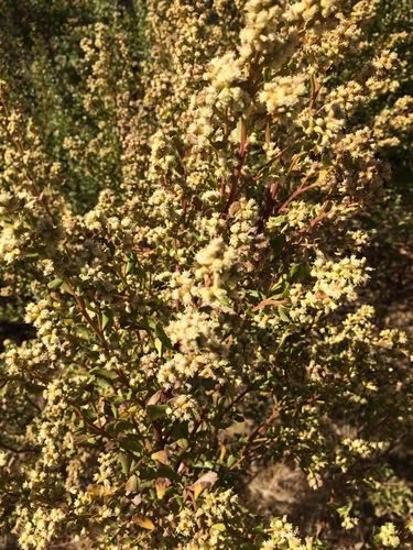 iNaturalist observation photo of coyote brush