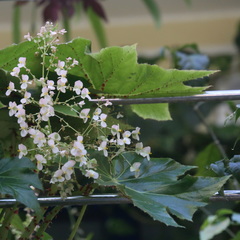 Begonia manicata