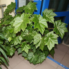 Begonia manicata