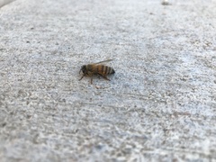 Apis mellifera