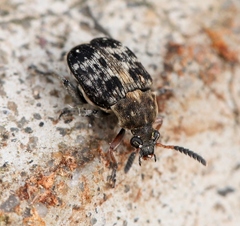 Bruchus affinis