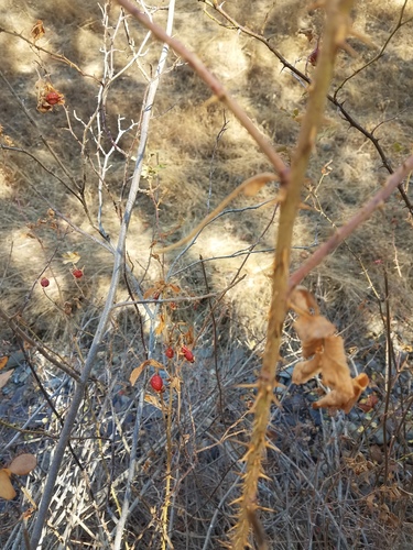 iNaturalist observation photo of California Wild Rose