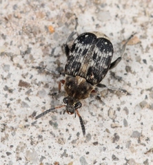 Bruchus affinis
