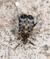 Bruchus affinis