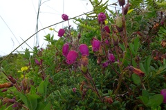 Daboecia azorica