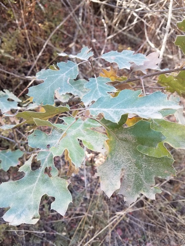 iNaturalist observation photo of California black oak