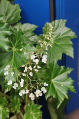 Begonia manicata