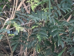 Millettia