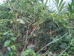 Millettia