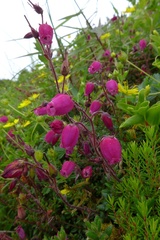Daboecia azorica