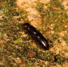 Rhizophagus bipustulatus